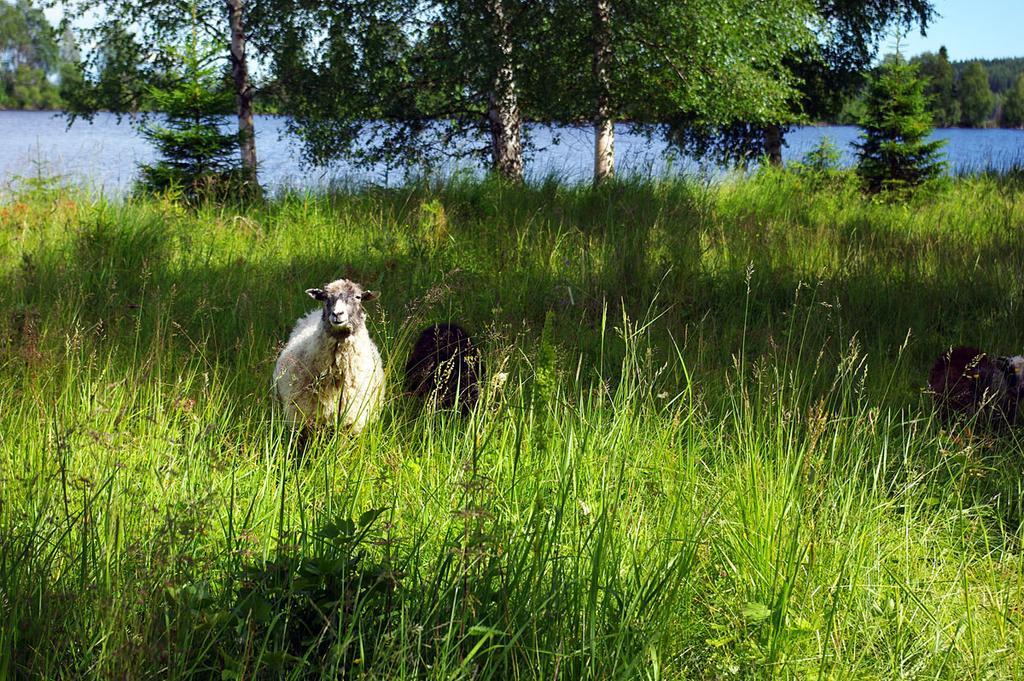Lits Camping, Stugby Och Kanot Hotel Eksteriør billede